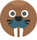 walrus